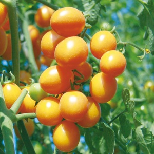 黃鈴小番茄（571）