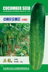 中南雜交黃瓜（129）
