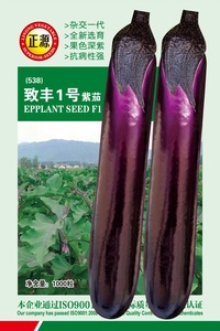致豐1號紫茄（538）